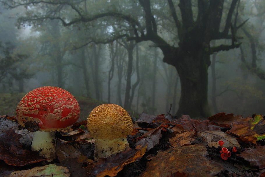 Дремучий лес с грибами