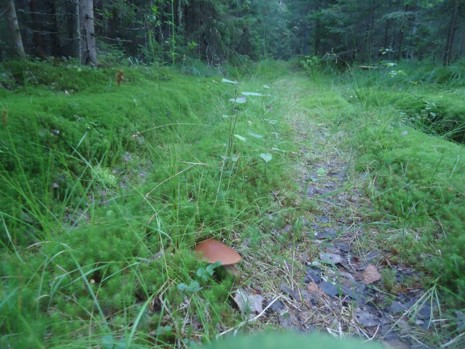 Волшебный лес с грибами