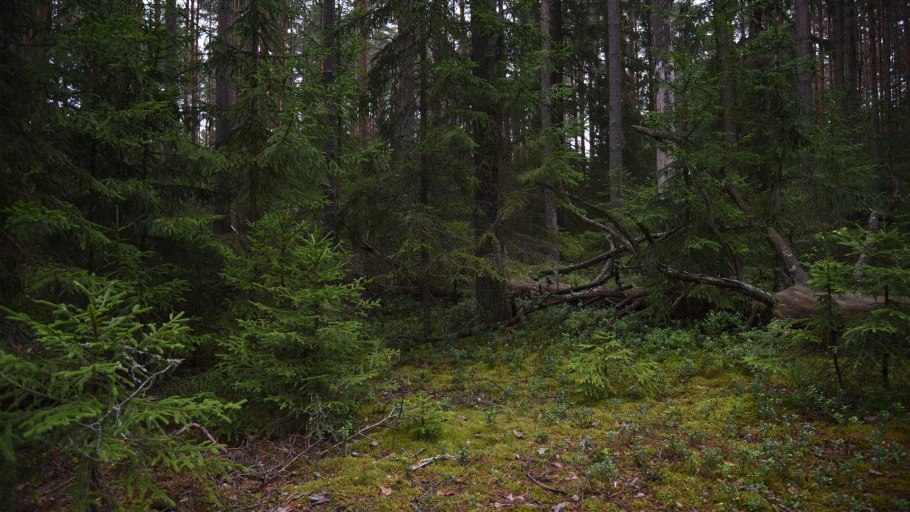 Грибы под деревом