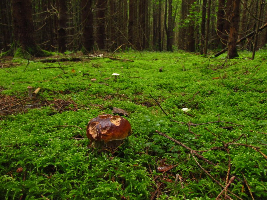 Грибное дерево