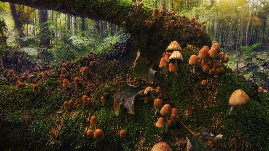 Грибники в лесу