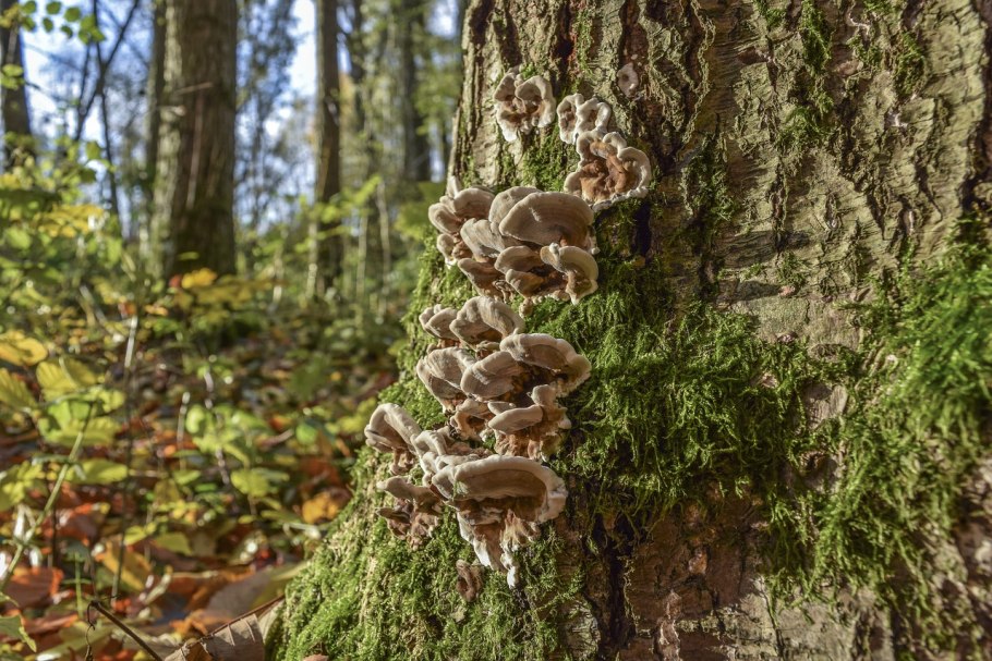 Много белых грибов в лесу