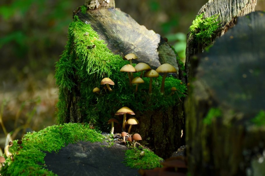 Грибы в Подмосковье август 2021 год