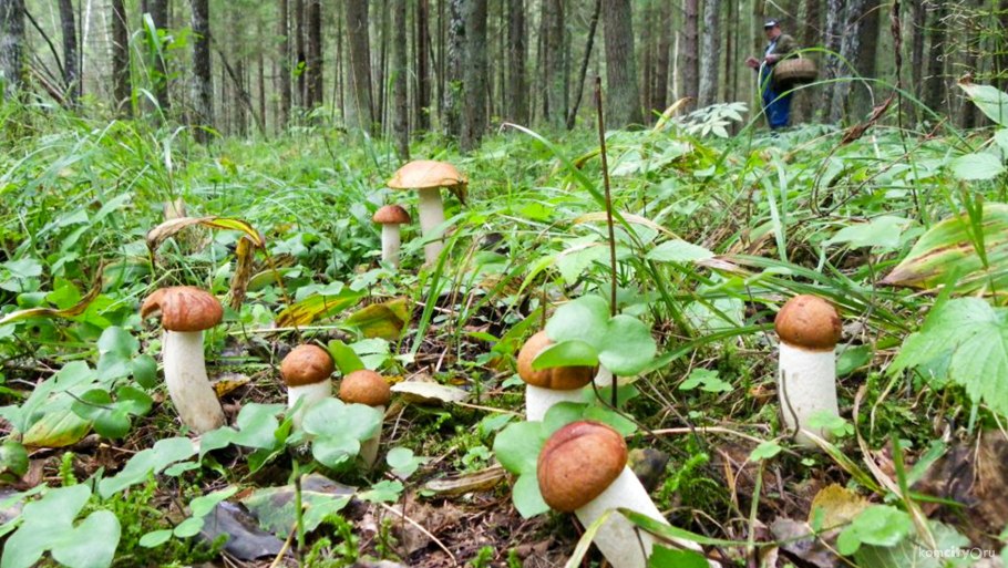 Грибы в еловом лесу