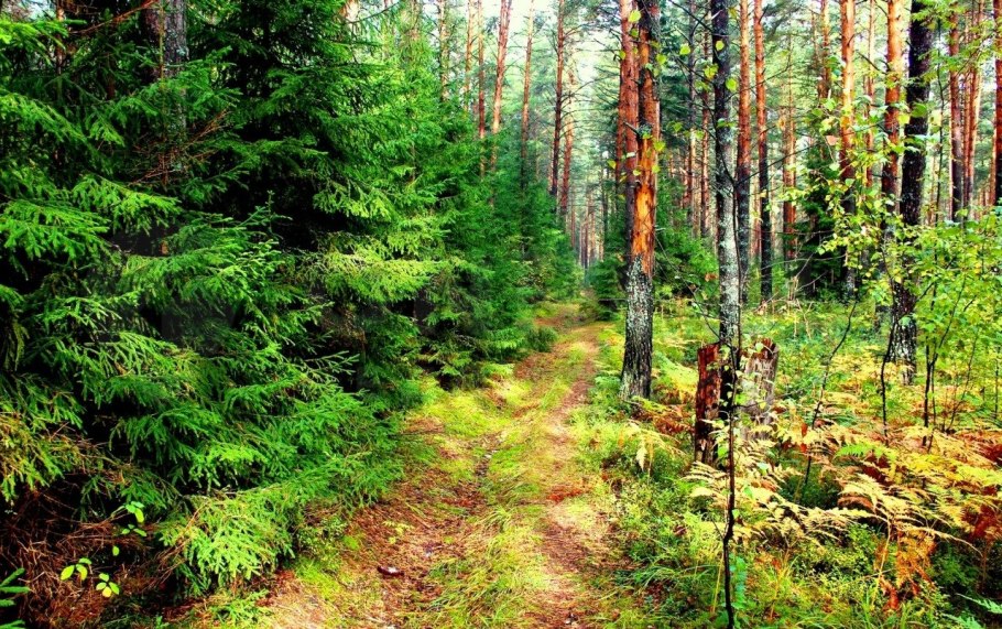 Гриб в лесу с грибницей