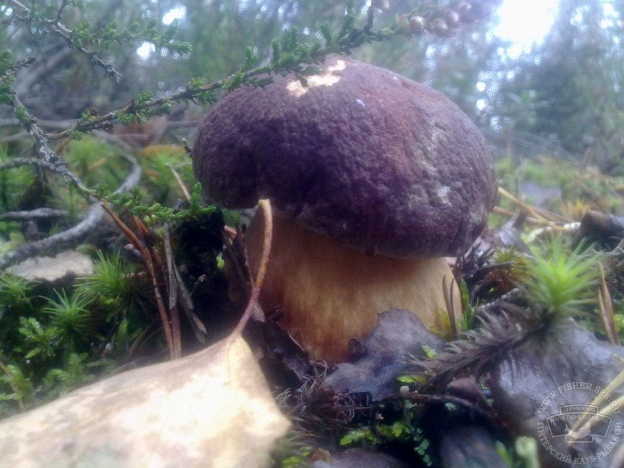 Маховики грибы грузди