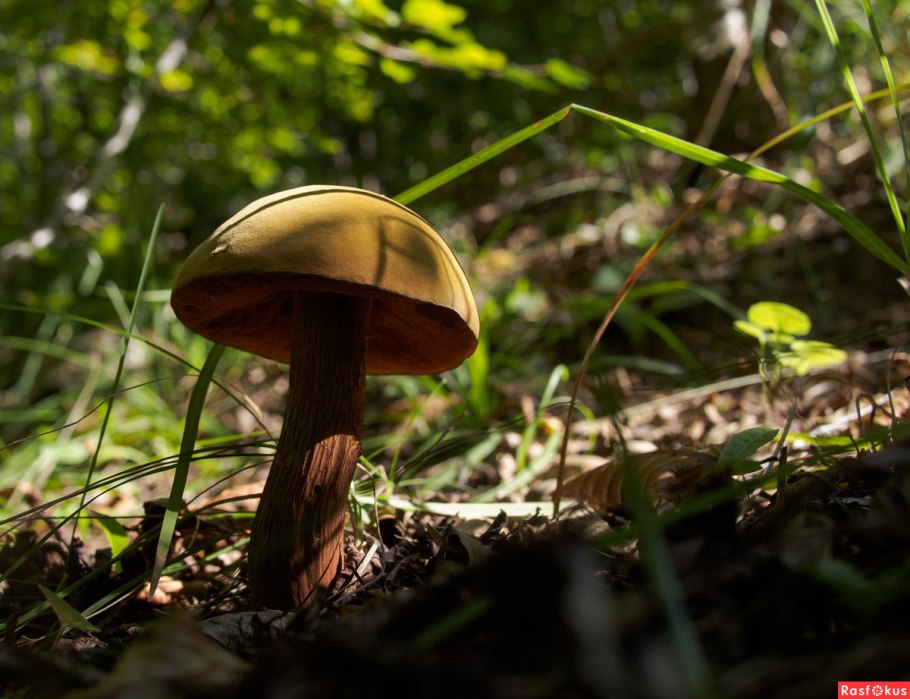 Черный моховик гриб