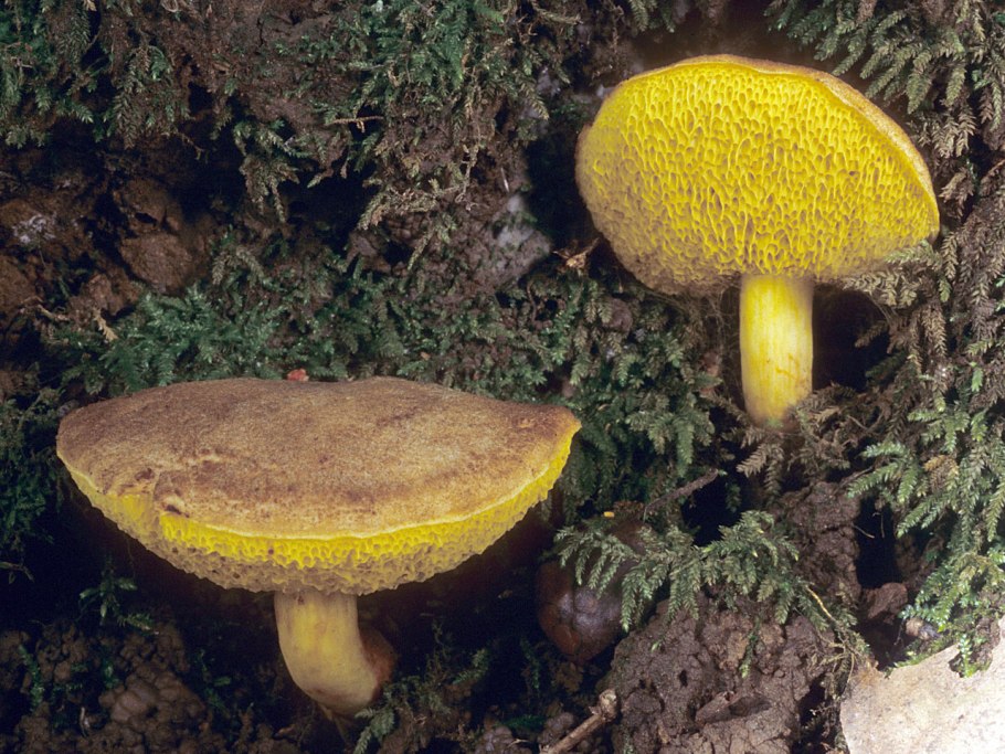 Xerocomus subtomentosus
