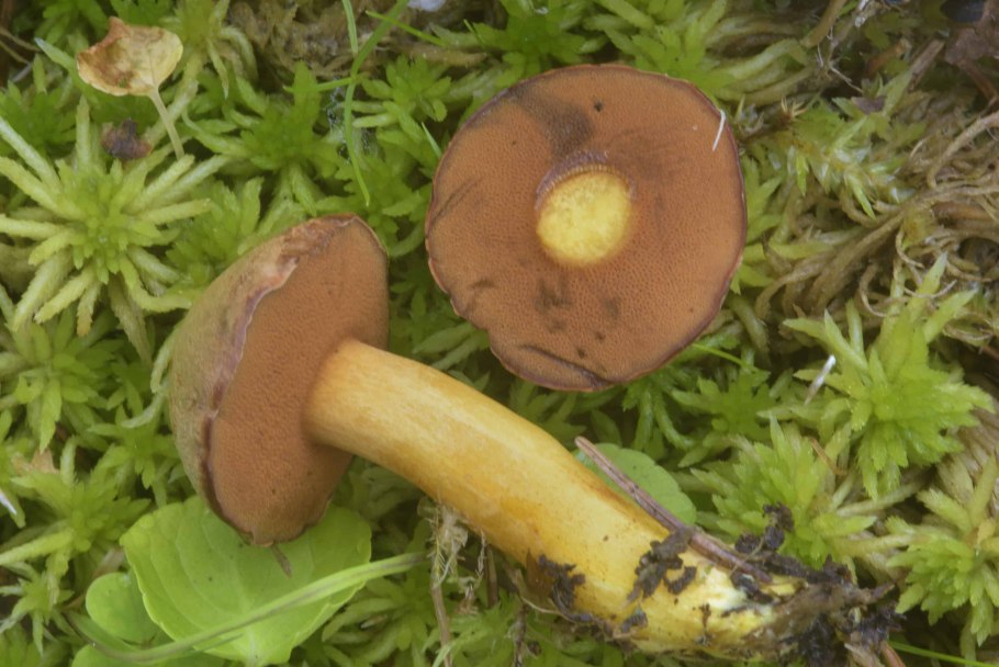 Масленок перечный (Chalciporus piperatus)