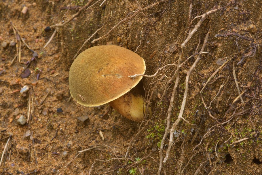 Август моховики