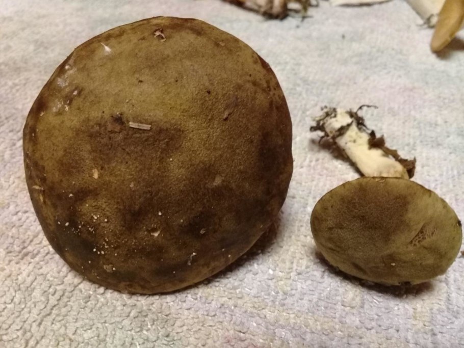 Гриб подзаек