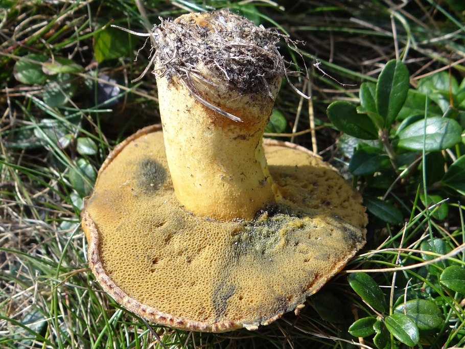 Маслёнок желто-бурый Suillus variegatus
