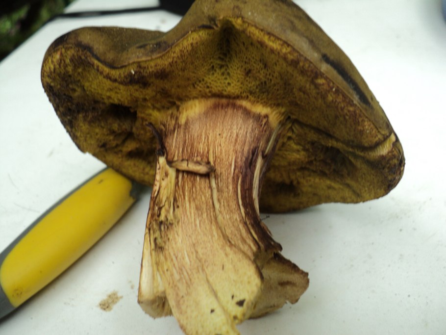 Гриб моховик на срезе