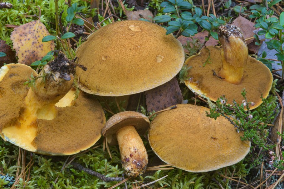 Suillus variegatus