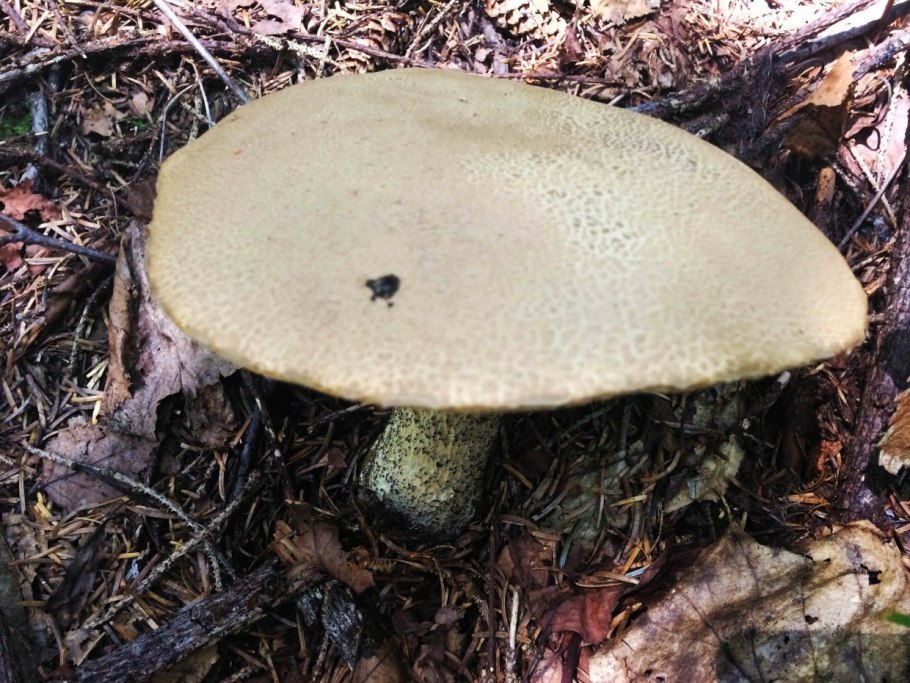 Черный гриб Сахалин