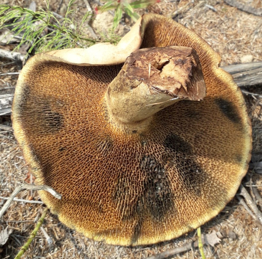 Моховик гриб Дальневосточный