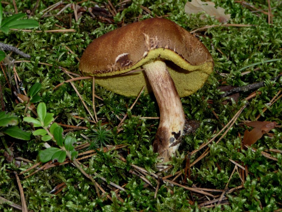 Моховик Прибрежный