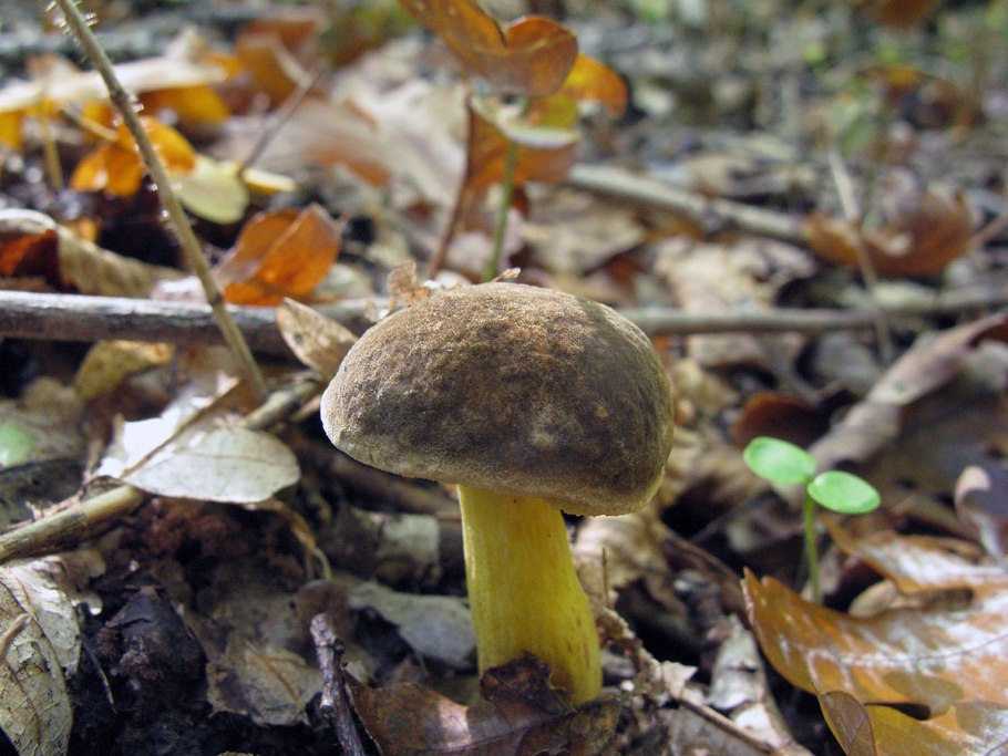 Моховик гриб