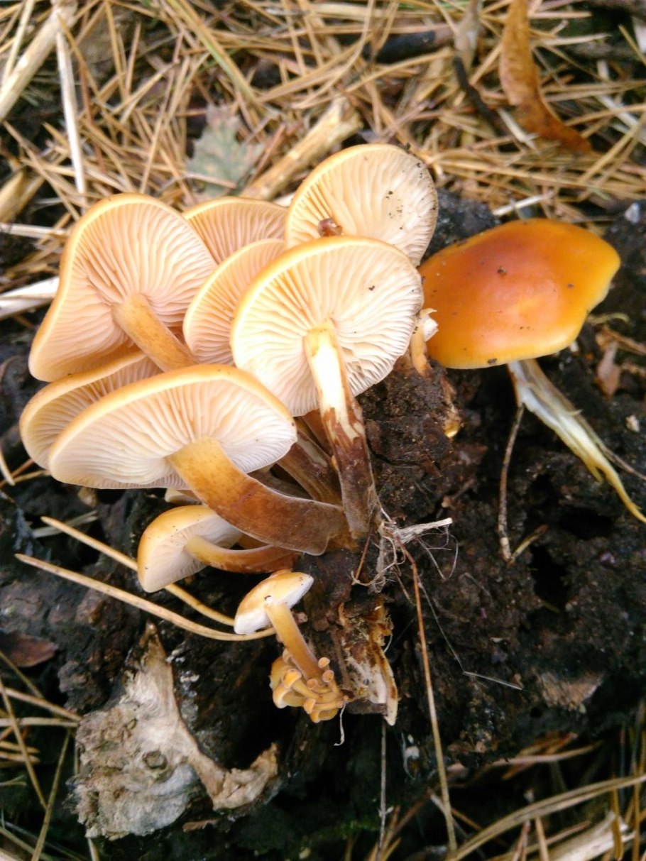 Зимний опенок фламмулина