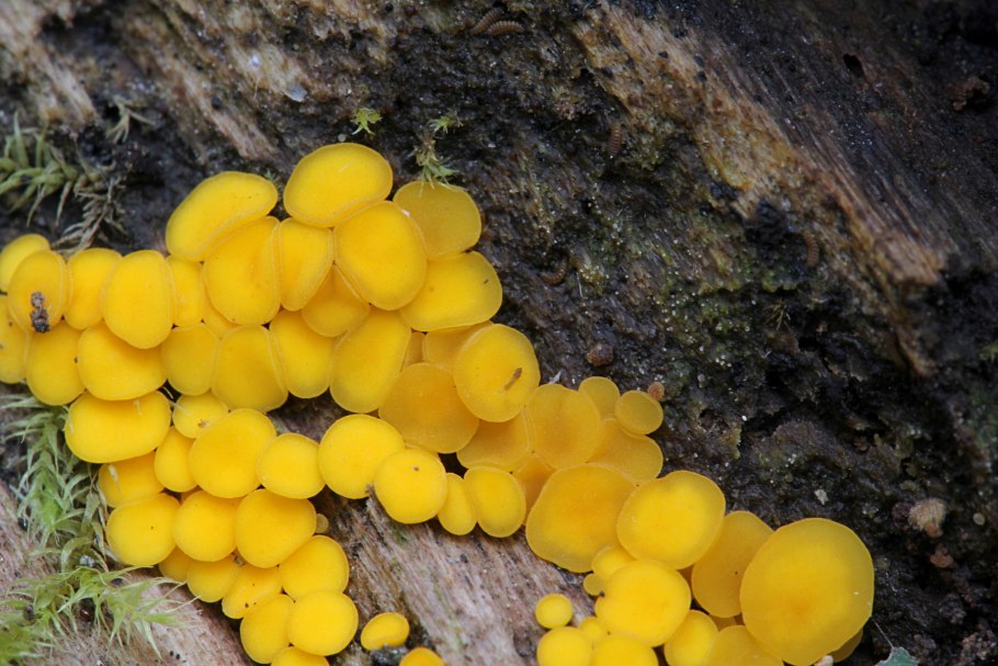 Bisporella citrina