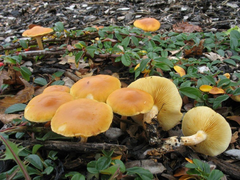 Гимнопилус (Gymnopilus)