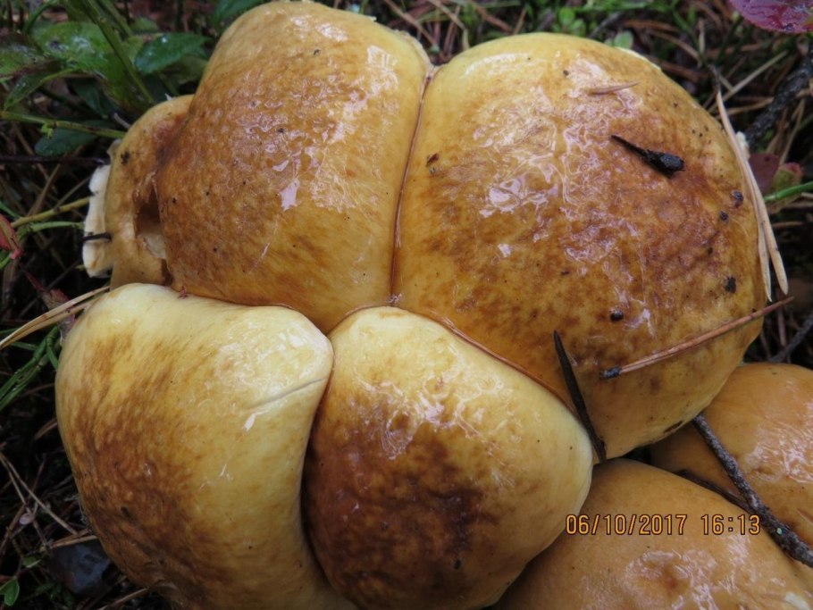 Жёлтые грибы съедобные растущие кучками