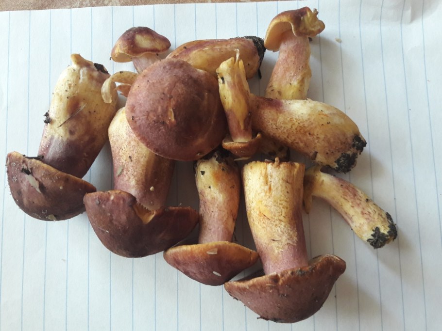 Грибы рядовки курочки