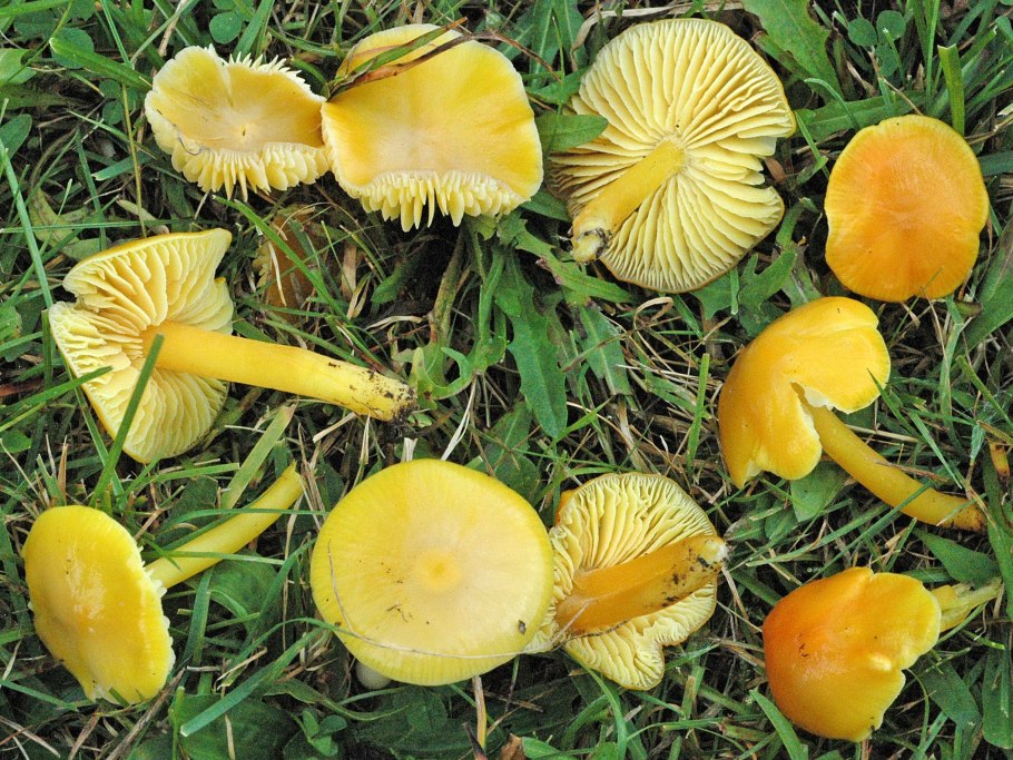 Hygrocybe chlorophana