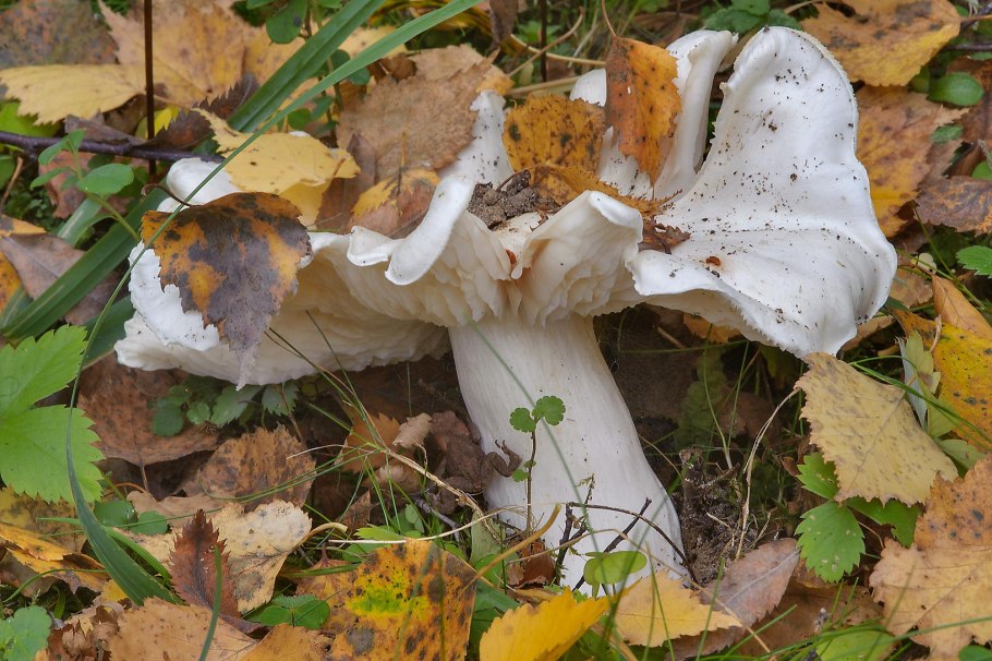 Рядовка Голубиная (лат. Tricholoma columbetta)