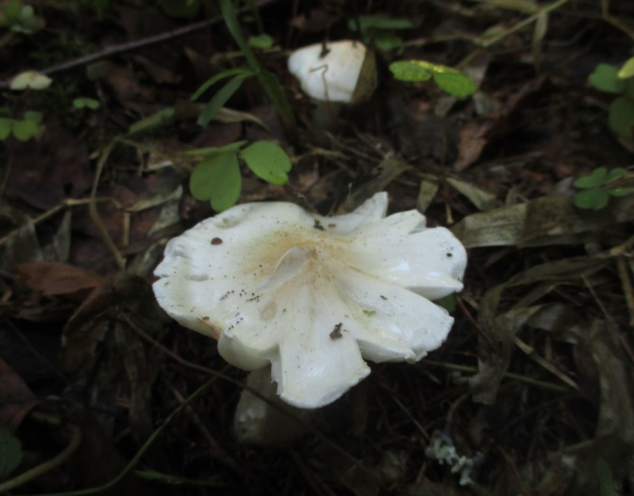 Рядовка частопластинковая Tricholoma stiparophyllum