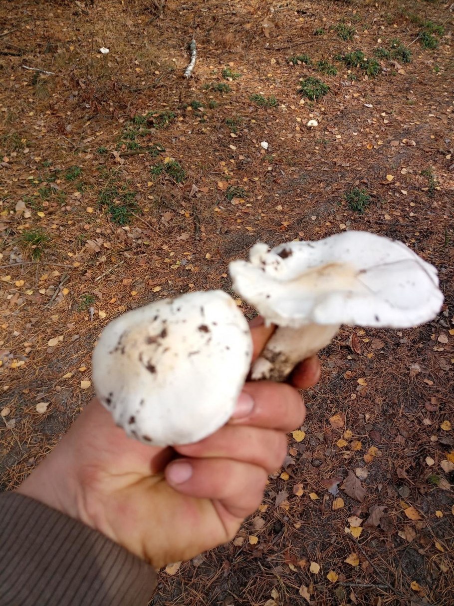 Рядовка частопластинковая