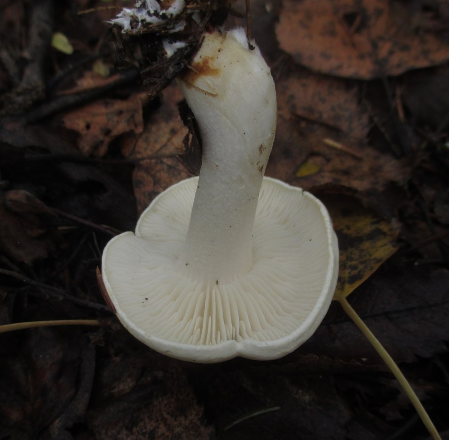 Tricholoma caligatum