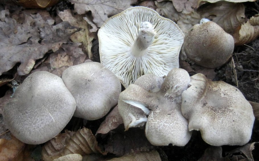 Tricholoma gambosum