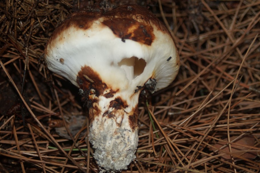 Tricholoma argyraceum