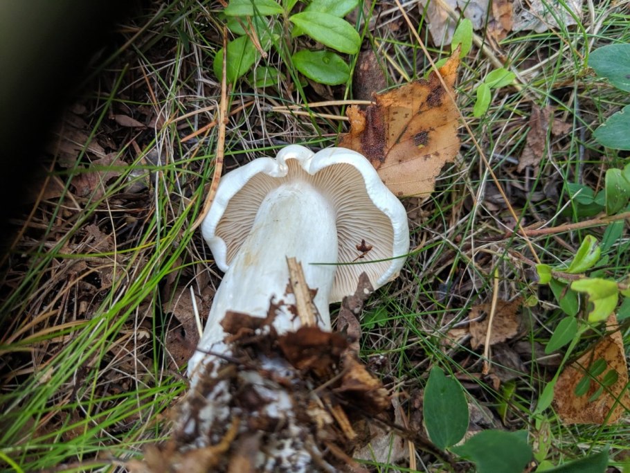 Рядовка голубиная tricholoma columbetta