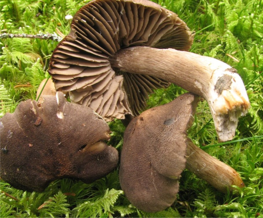 Рядовка частопластинковая tricholoma stiparophyllum