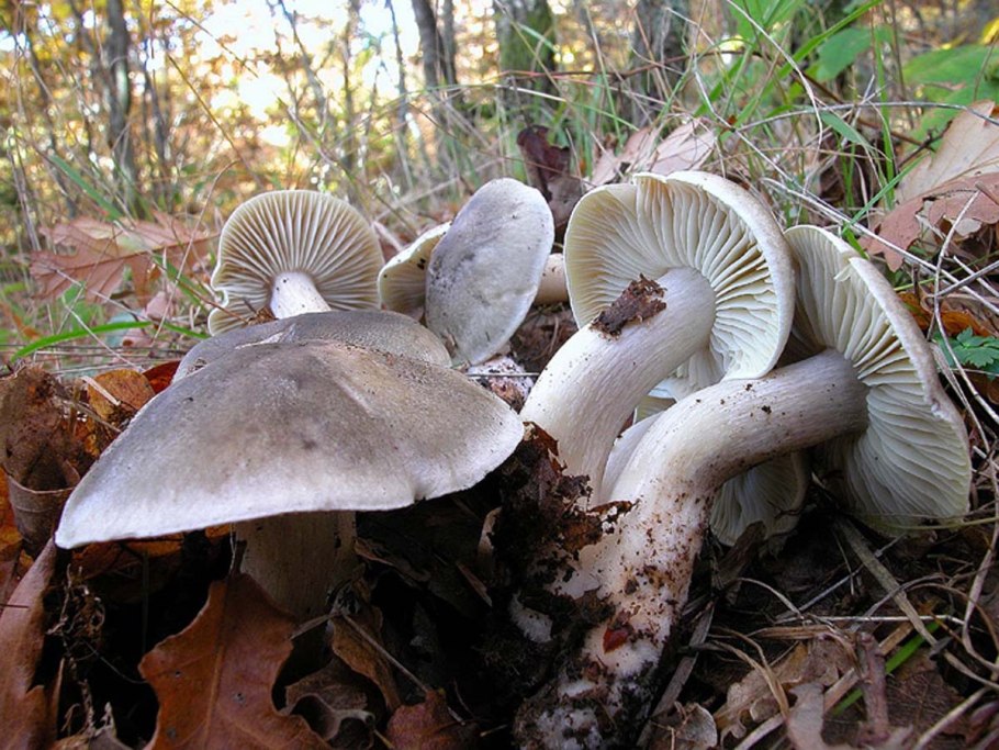 Рядовка землистая Tricholoma terreum