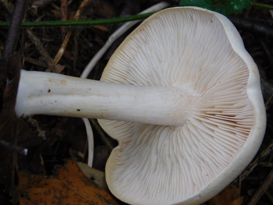 Шляпка белого гриба сверху