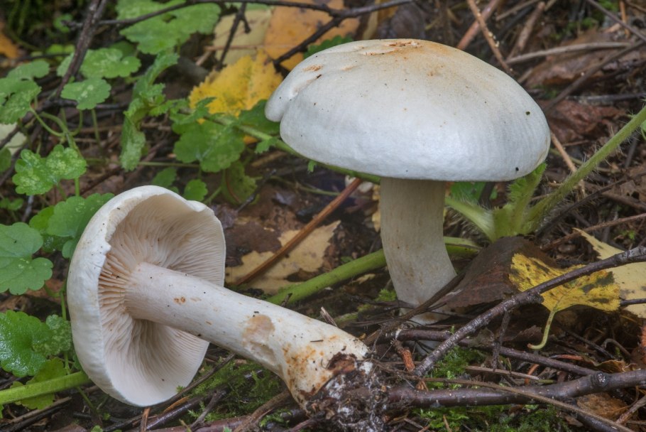 Рядовка голубиная tricholoma columbetta