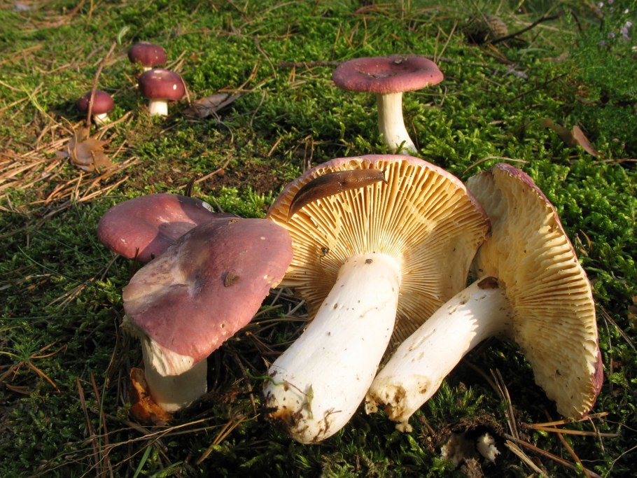 Сыроежка кроваво-красная Russula