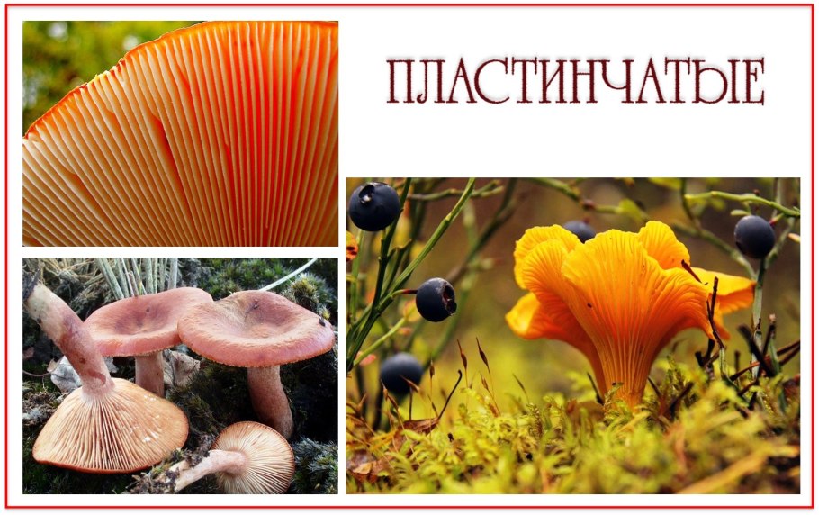 Трубчатые и пластинчатые грибы