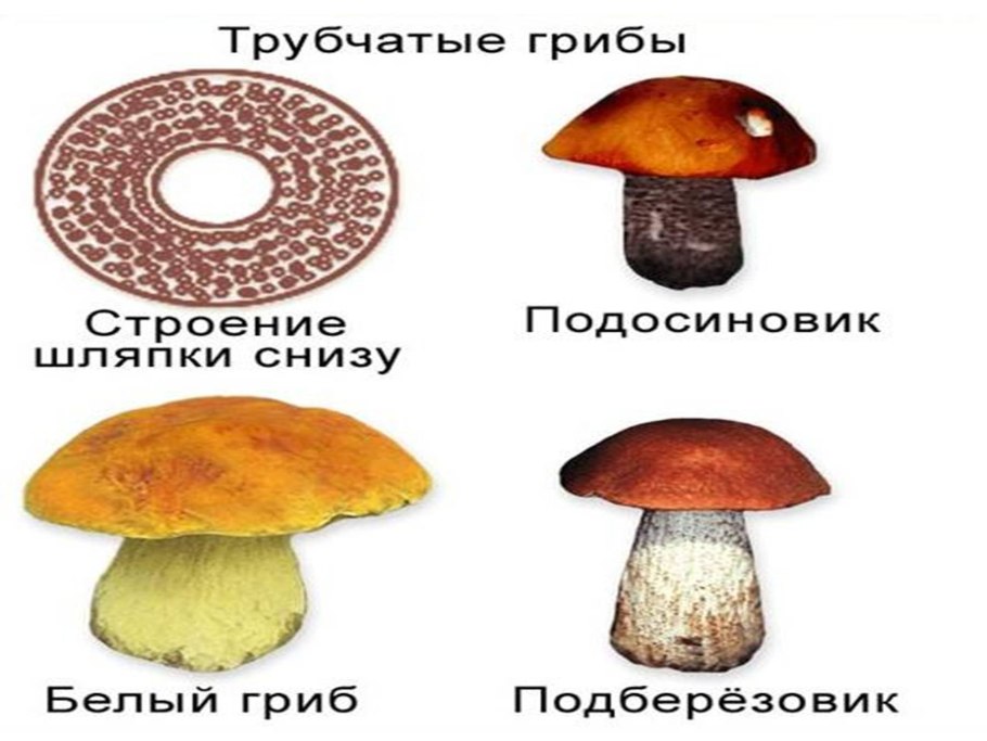 Трубчатые и пластинчатые грибы съедобные и несъедобные