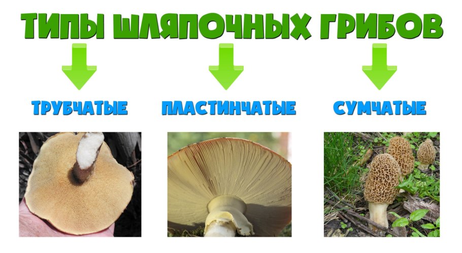 Типы шляпочных грибов