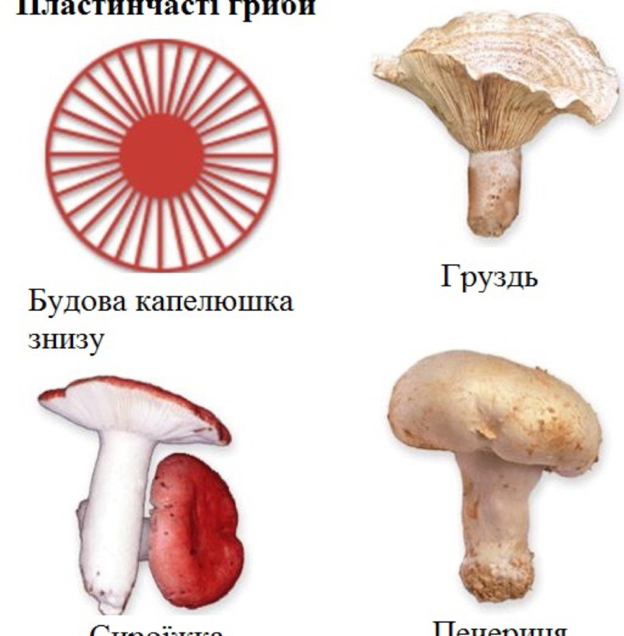 Шляпочные пластинчатые грибы съедобные