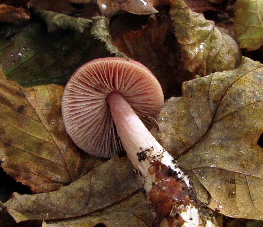 Мицена розовая Mycena rosea