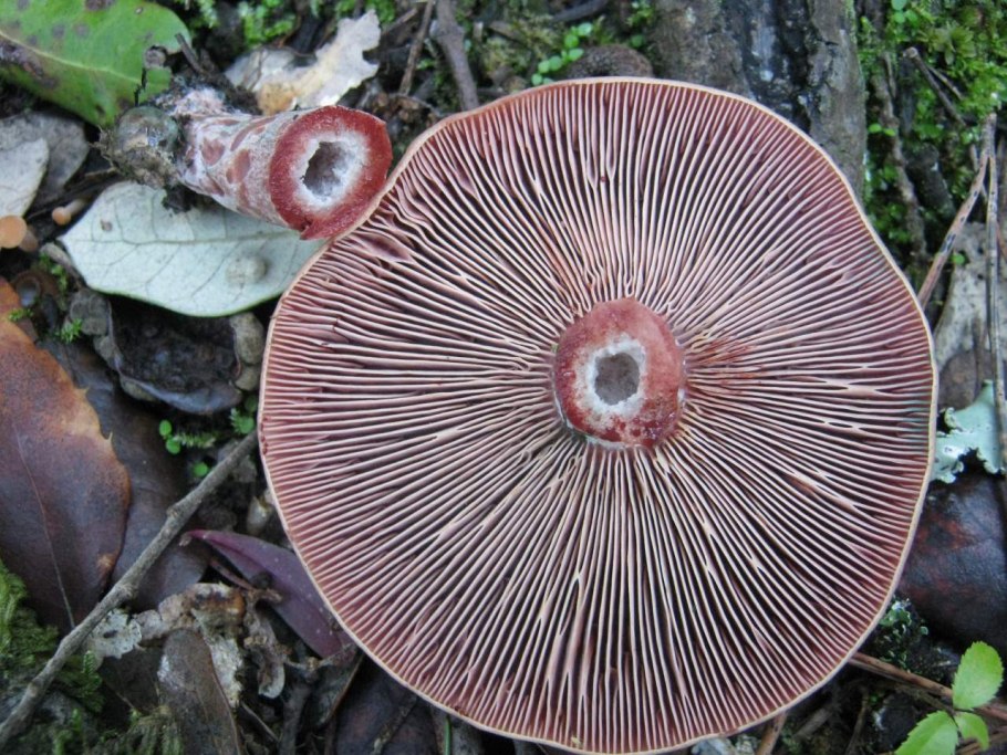 Lactarius lilacinus
