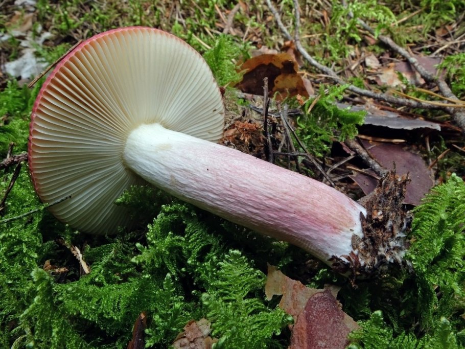 Russula xerampelina