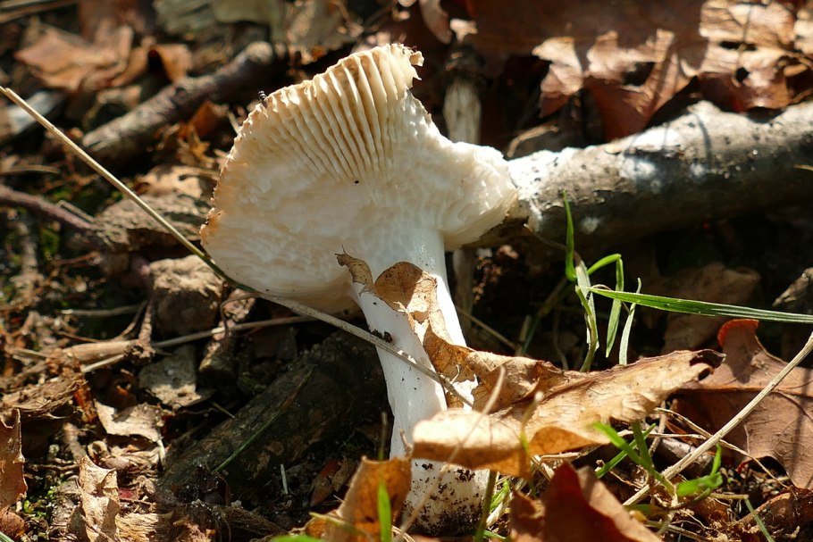 Паутинник коричный (Cortinarius cinnamomeus)