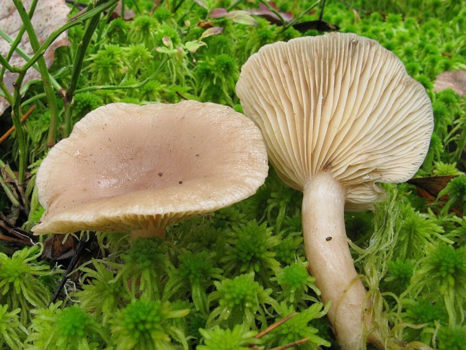 Млечник чахлый Lactarius tabidus
