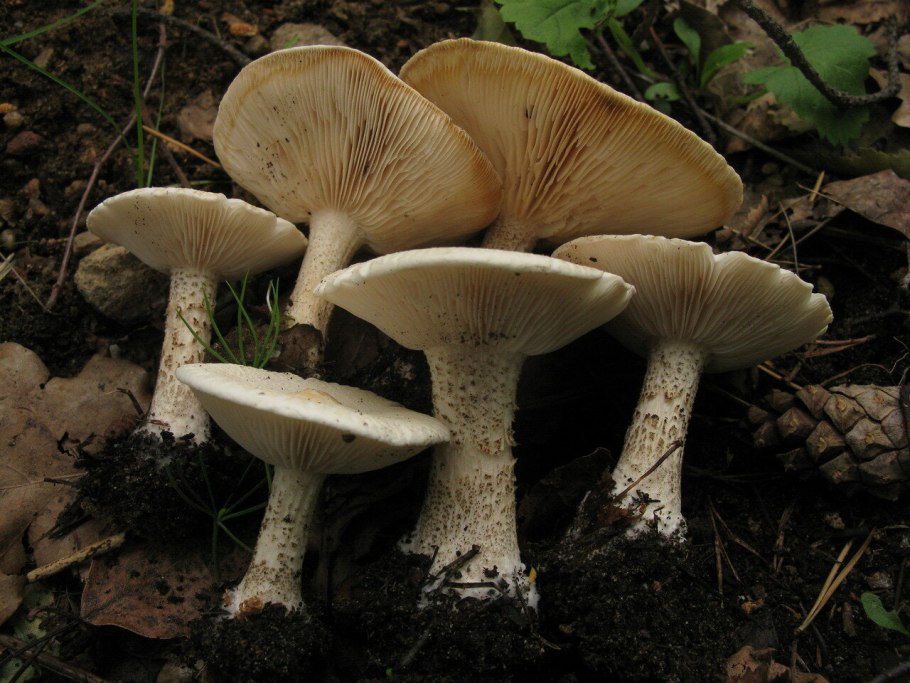 Рядовки млечники